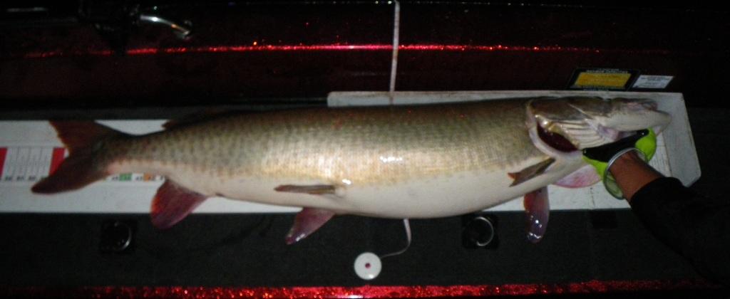 Muskie Bumper Bump Board w/Llungen Logo