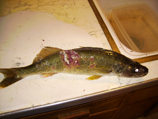 Catching Walleye on Live Nightcrawlers, Fishing Reports and Forum