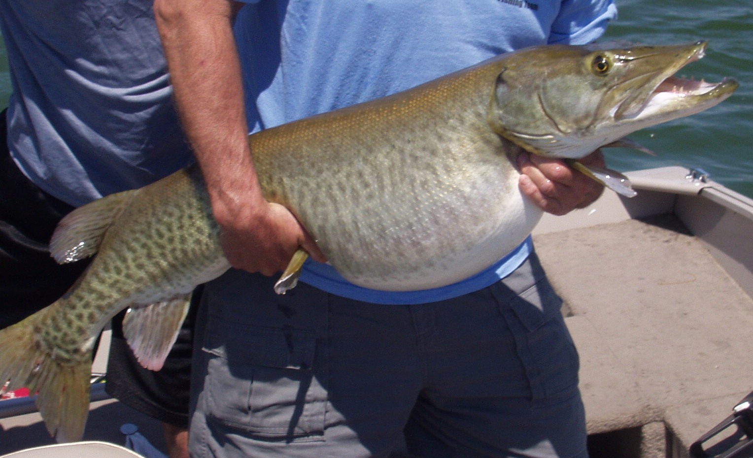 Pushing the Southern Limit for Tiger Musky