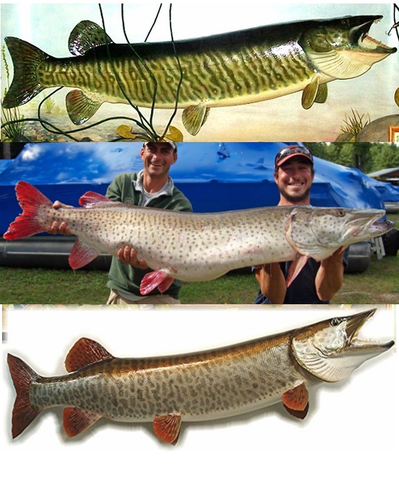 MuskieFIRST  Can a musky straighten out split rings? » General