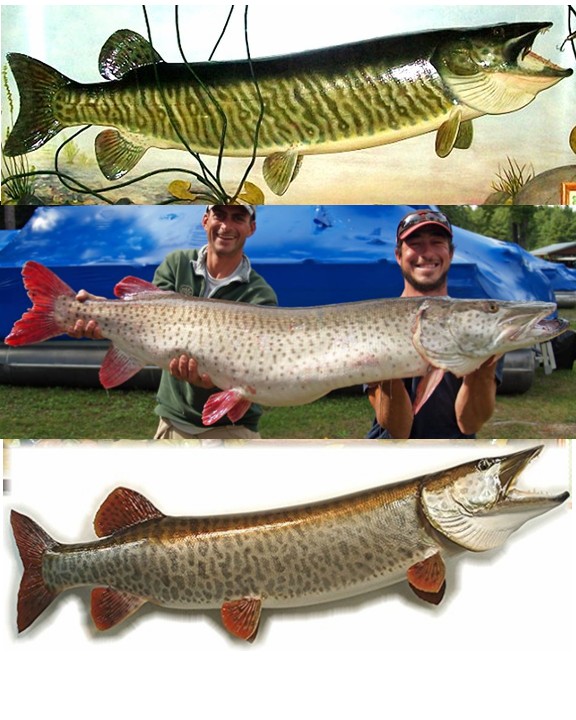 J-Man's 2014 Fall Muskie Trolling Report: Lake of the Woods; Sabaskong Bay  & Area – J-Man 2.0's Musings