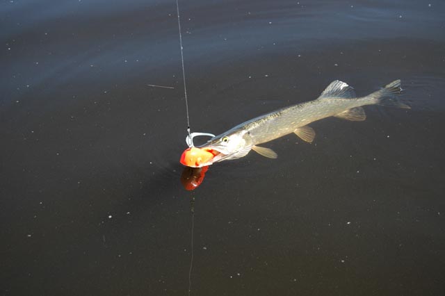 FISHING GIANT CRANKBAITS For BIG IOWA MUSKIES, Summer Musky