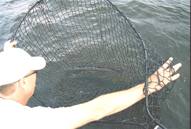 Replacing the net on a Frabill landing net - General Discussion Forum -  General Discussion Forum