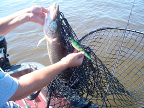 MuskieFIRST  Berger King Rig » Lures,Tackle, and Equipment » Muskie Fishing