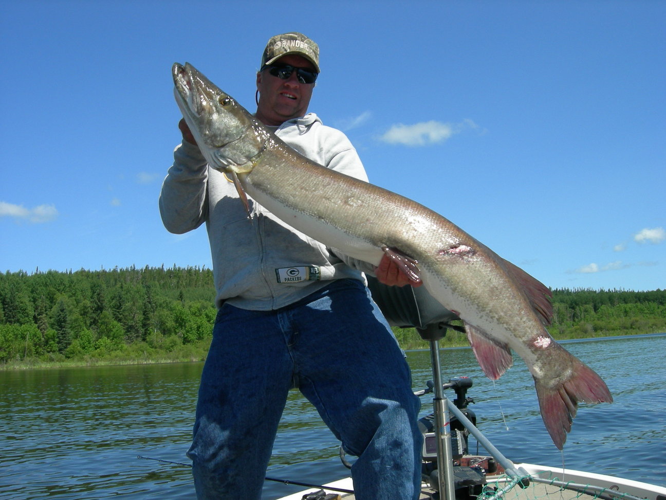 The Biggest Musky Through the Ice on  (55 Plus Inches) 