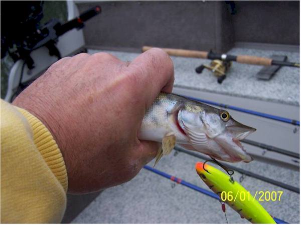 MuskieFIRST  ** NEW KENTUCKY STATE RECORD MUSKY CAUGHT FEB.19TH ** »  Fishing Reports and Destinations » Muskie Fishing