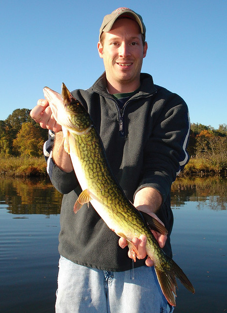 Pike/chain pickerel hybrid? : r/Fishing