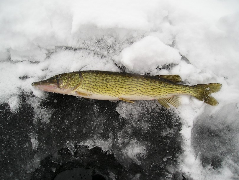 Pike/chain pickerel hybrid? : r/Fishing