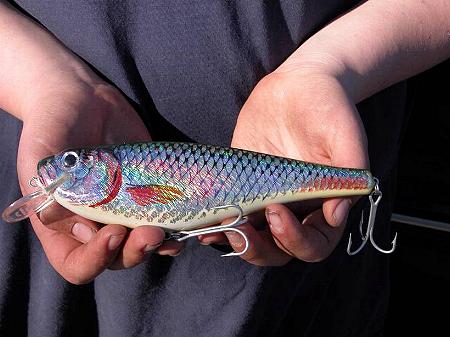  Shad Lures For Stripers