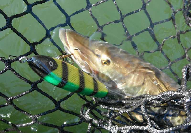 MuskieFIRST  Lures made in WV » Lures,Tackle, and Equipment » Muskie  Fishing