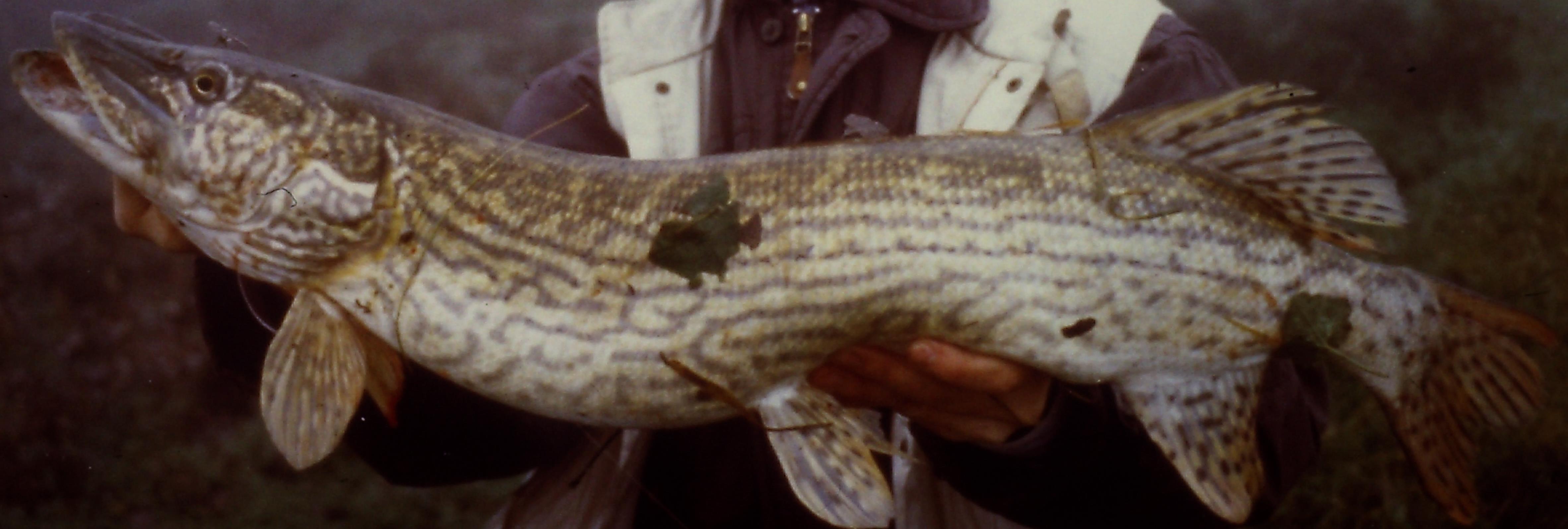 MuskieFIRST  Esox Oddities! » General Discussion » Muskie Fishing