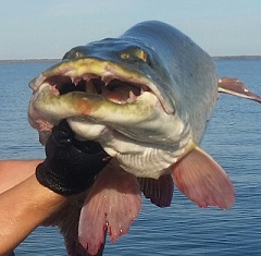 MuskieFIRST  MuskieFIRST Colossal Contest Sponsored by Tackle