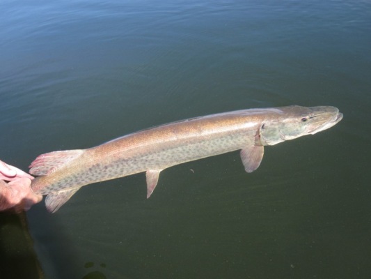 MuskieFIRST  fizzing a musky » General Discussion » Muskie Fishing