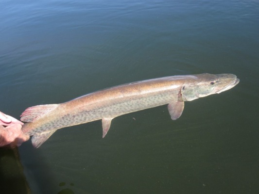 8 year old, Russel, reeled in his firsf musky!! #fishing #musky #chaos