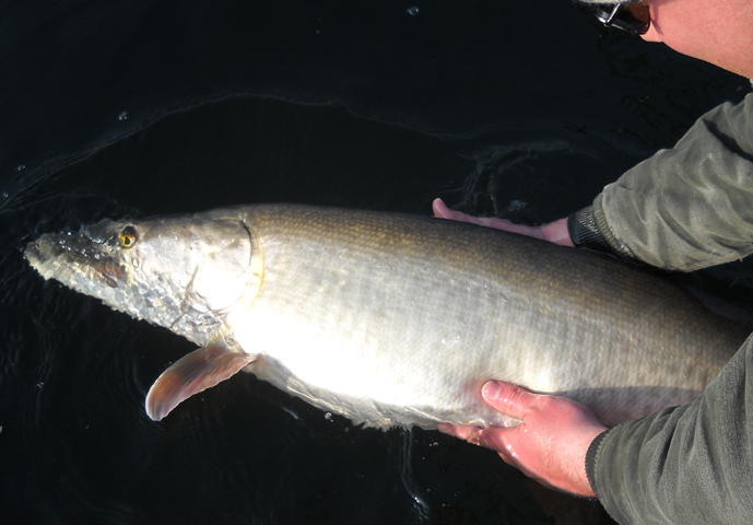 MuskieFIRST  How to build a good bump board? » Lures,Tackle, and Equipment  » Muskie Fishing