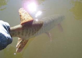 https://muskie.outdoorsfirst.com/board/profile/get-photo.asp?memberid=9080&type=profile&rnd=364